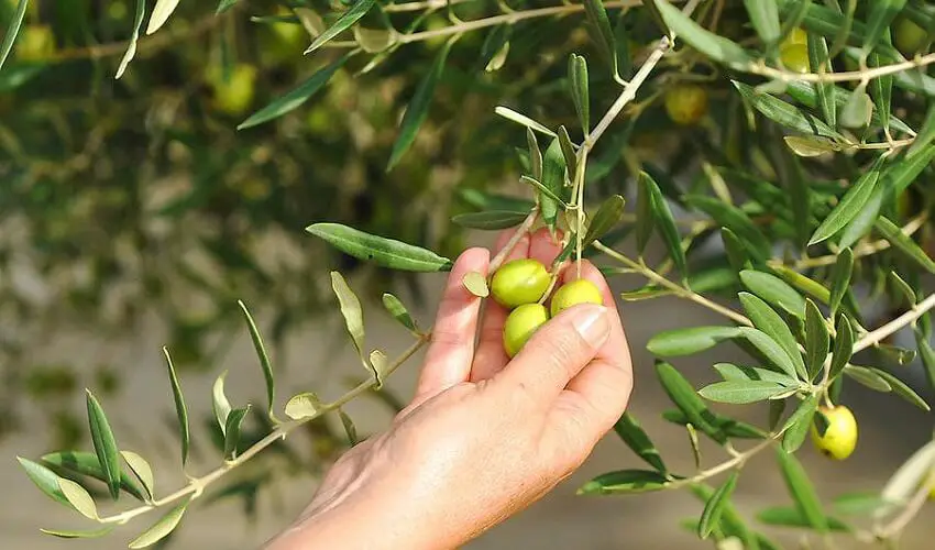 Quand recolter les olives vertes