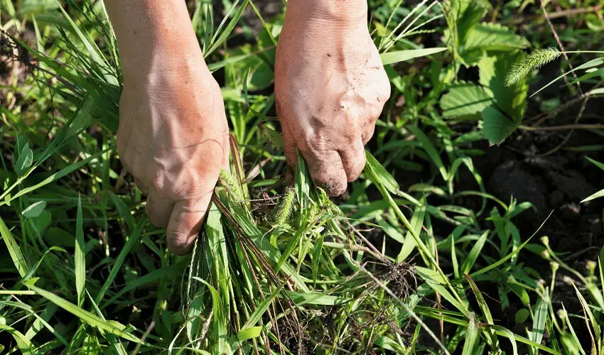 Que faire des mauvaises herbes arrachees