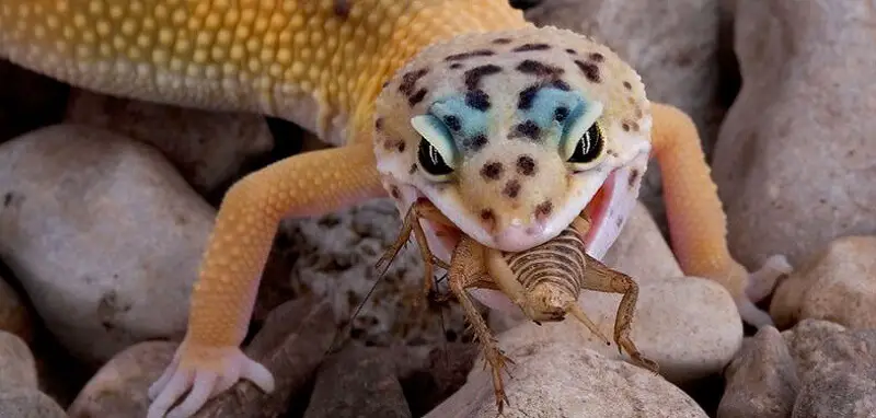 Que mange le gecko