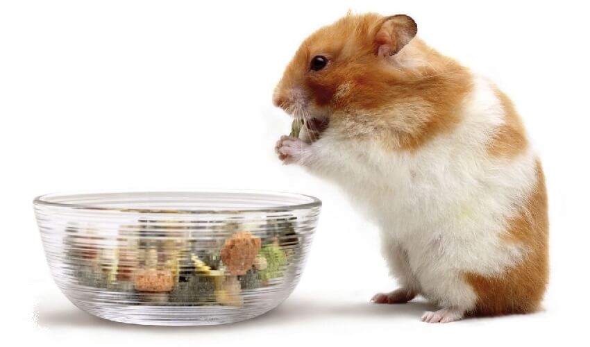 Que mange le hamster