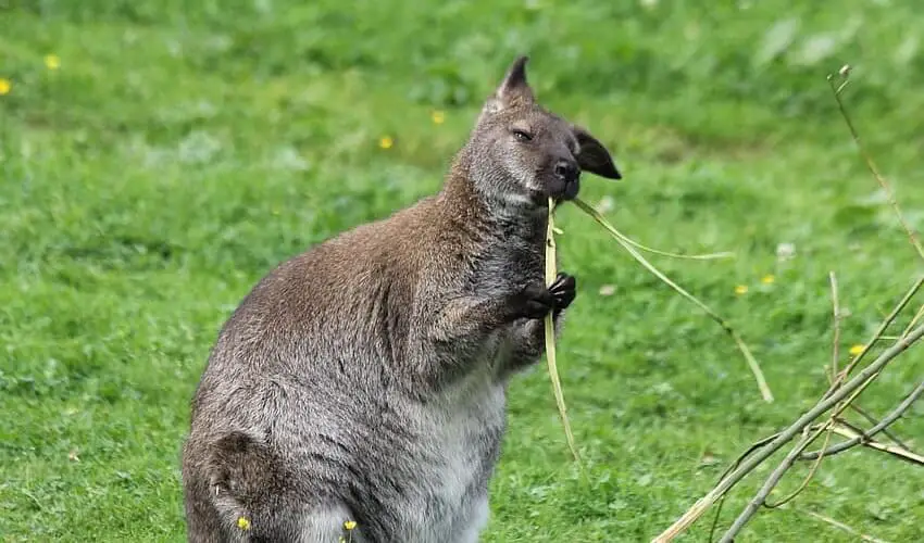 Que mange le kangourou