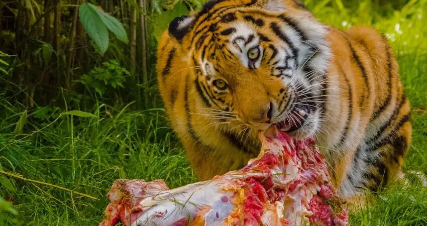 Que mange le tigre