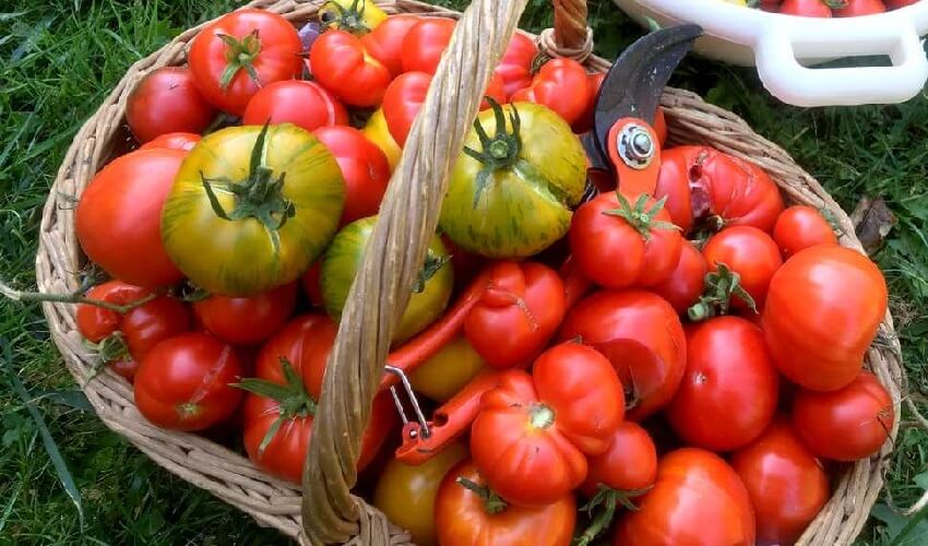 Que planter apres les tomates
