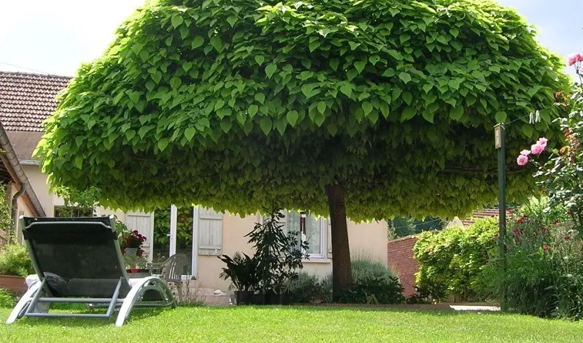 Quel arbre planter devant une maison