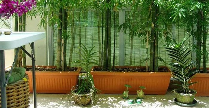 Quelle jardiniere pour bambou