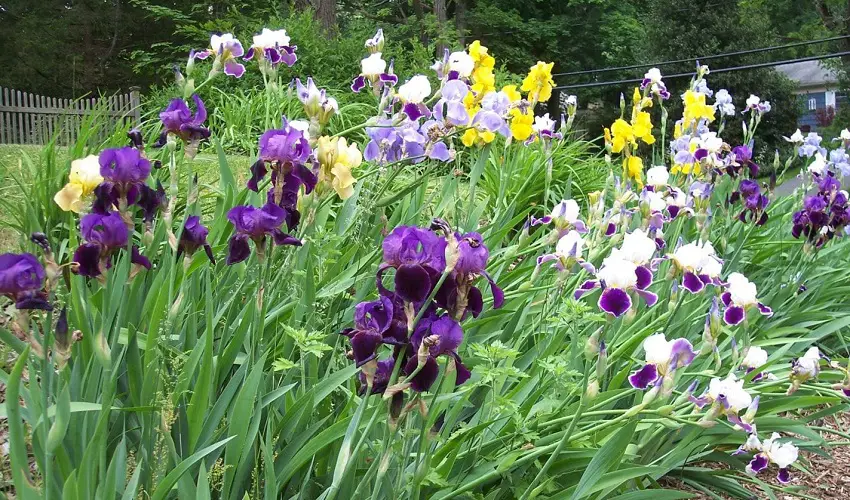 Quelle periode pour planter les iris