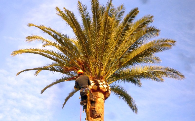 Quelle periode pour tailler les palmiers