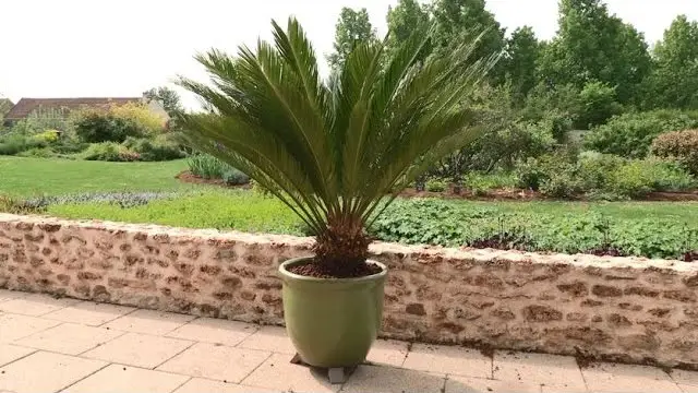Quelle terre pour un palmier
