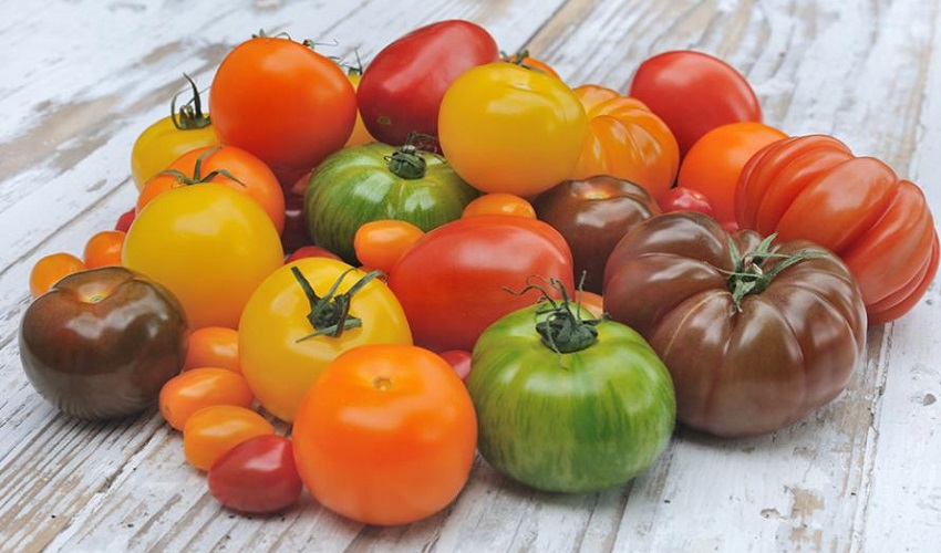 Quelle variete de tomate planter sous serre