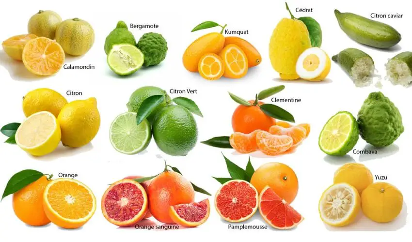 Quelles sont les varietes de citrons