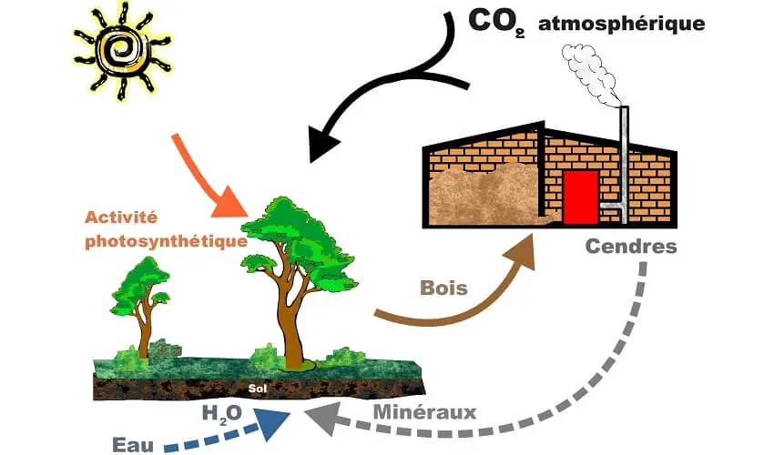 Comment la biomasse produit de lenergie