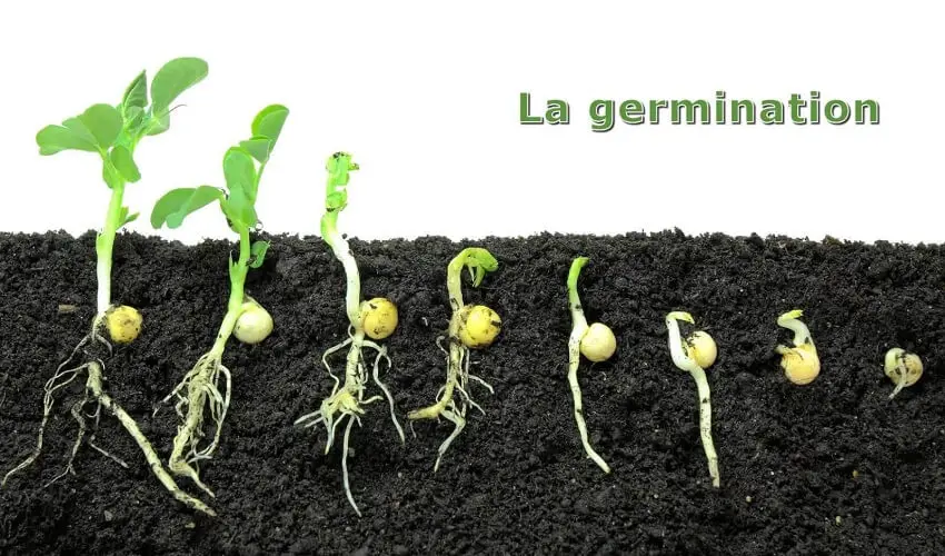 Comment les graines germent