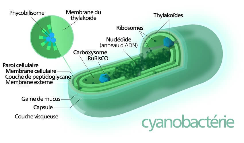 Comment sont apparues les cyanobacteries
