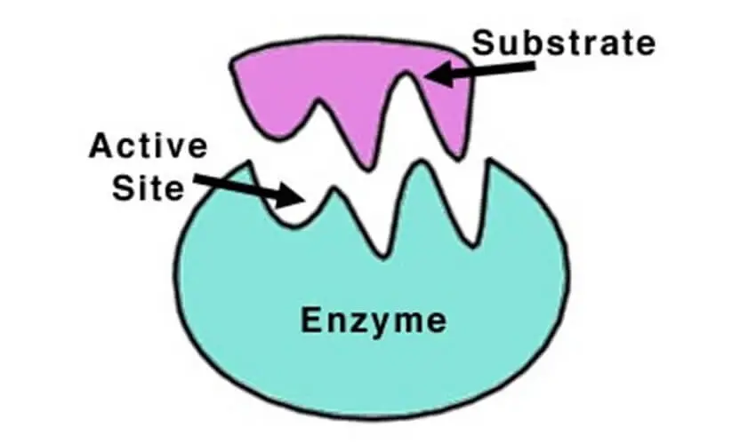 Comment sont crees les enzymes