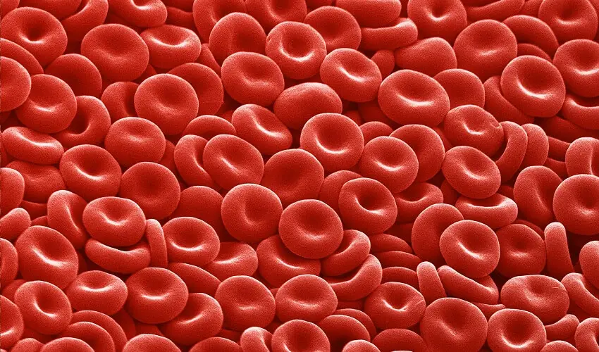 Comment sont fabriquees les globules rouges