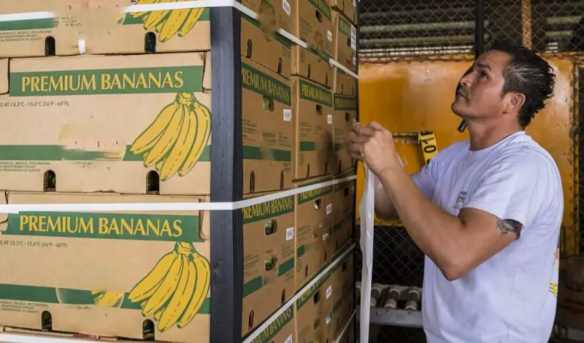 Comment sont transportees les bananes