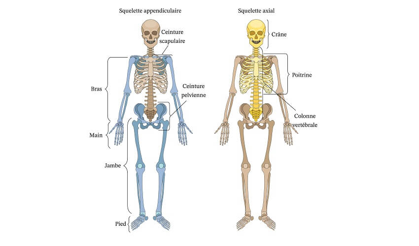 De quoi est compose le squelette appendiculaire