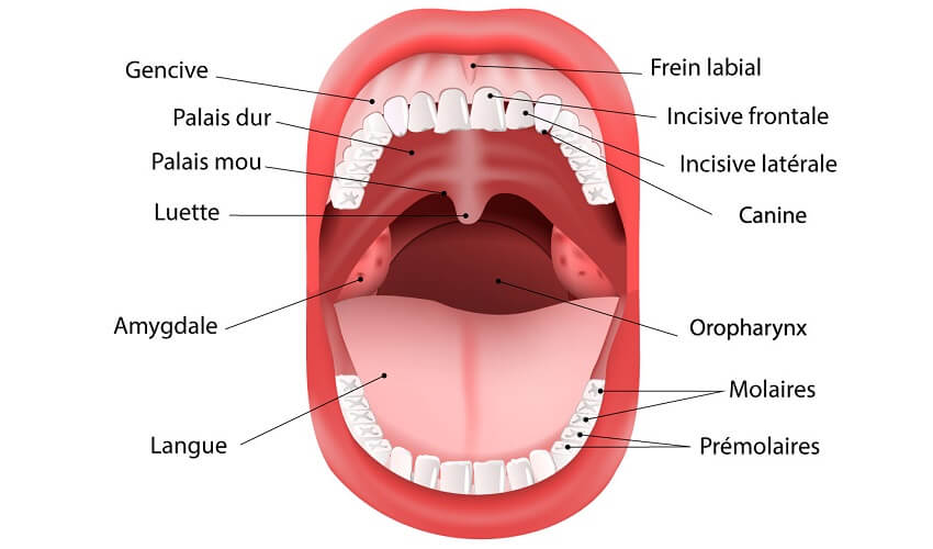 De quoi est composee la bouche
