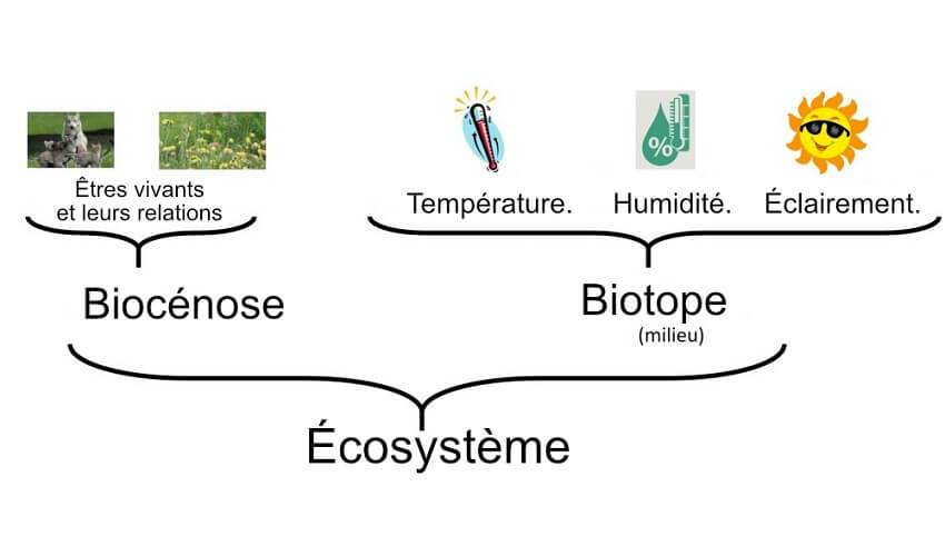 De quoi est constitue un biotope