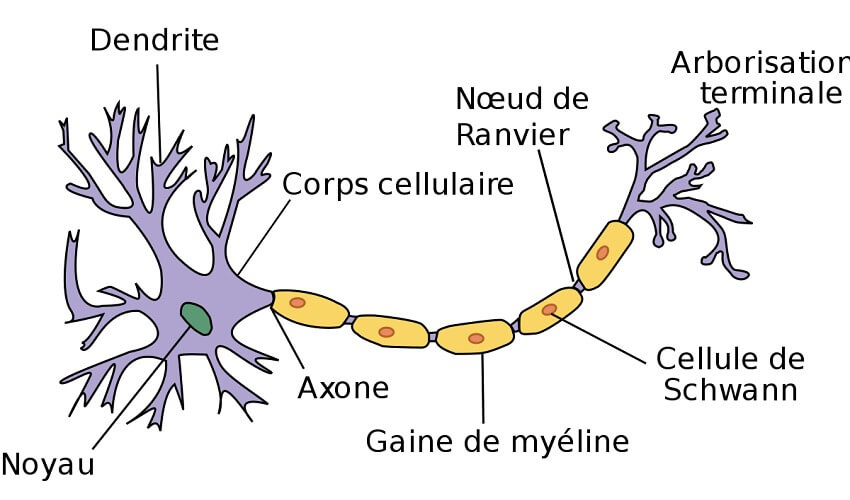 De quoi est constitue un neurone