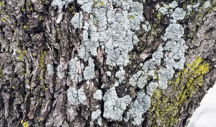 De quoi est fait le lichen