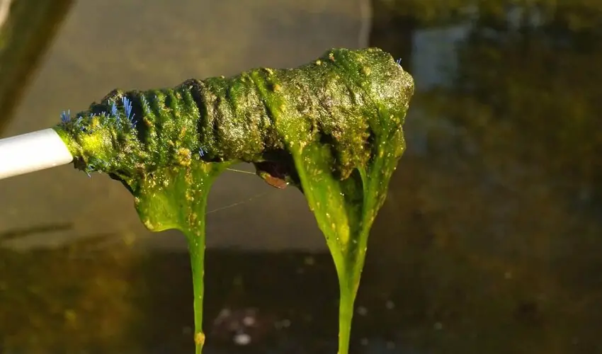 De quoi se nourrissent les algues