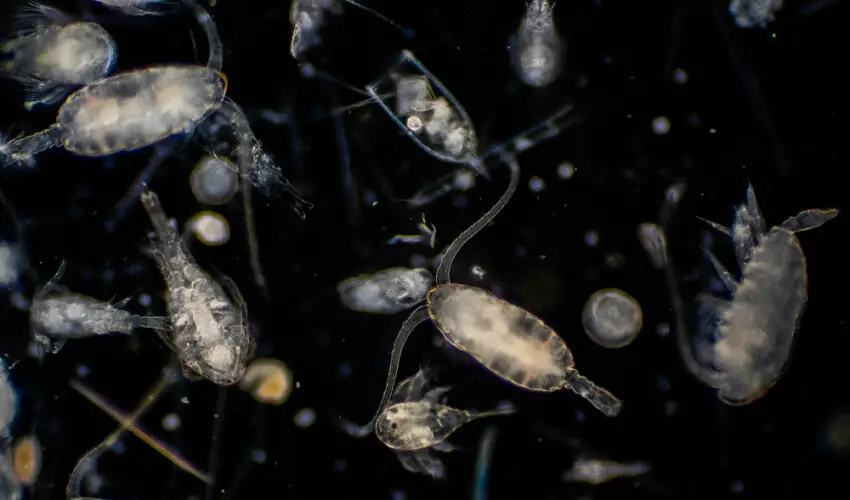 De quoi se nourrissent les planctons
