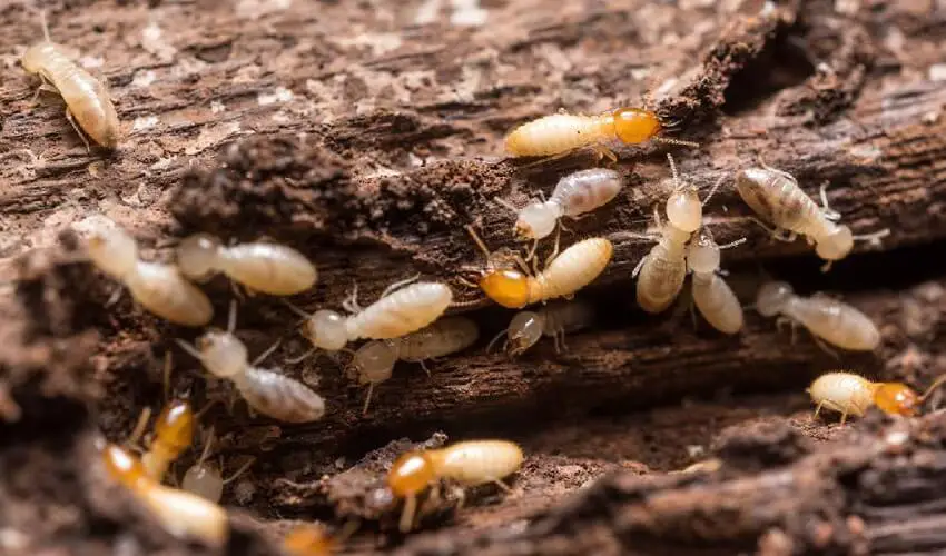 De quoi se nourrissent les termites
