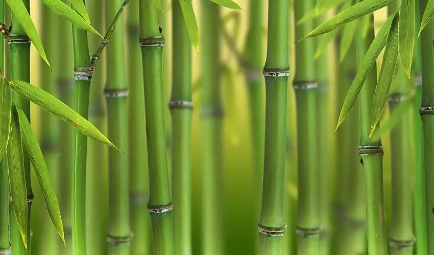 Est ce que le bambou pousse vite
