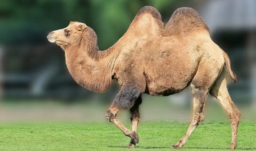 Est ce que le chameau a deux bosses