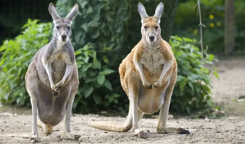 Est ce que le kangourou male a une poche