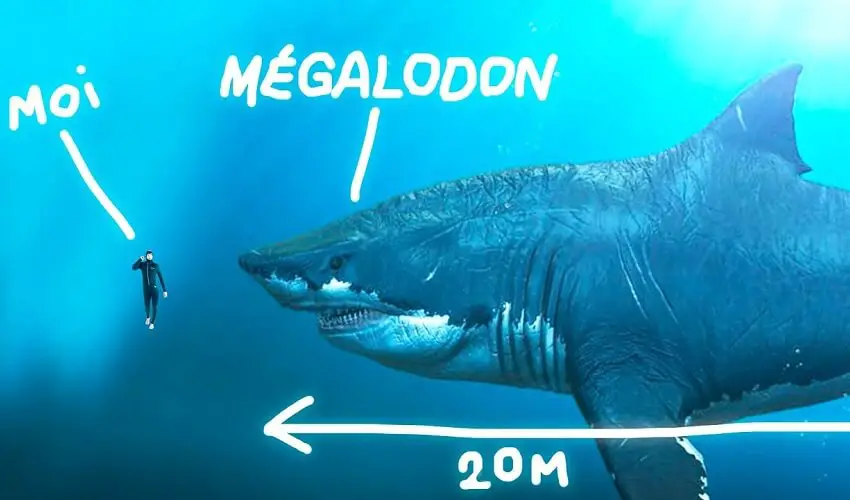 Est ce que le megalodon existe vraiment