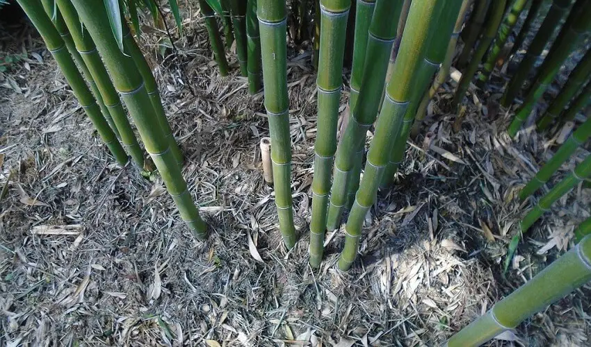 Est ce que les bambous perdent leurs feuilles