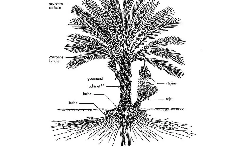 Est ce que les palmiers font beaucoup de racines
