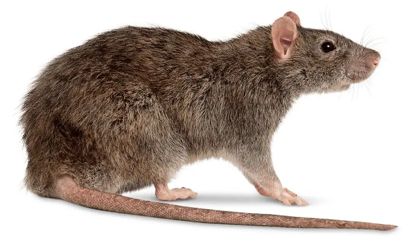 Est ce que les rats sont hemophiles