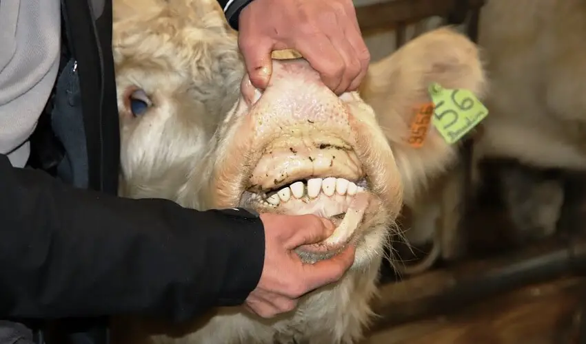 Est ce que les vaches ont des dents
