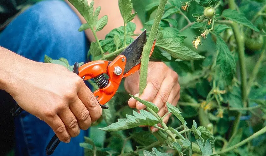 Faut il couper les feuilles des tomates