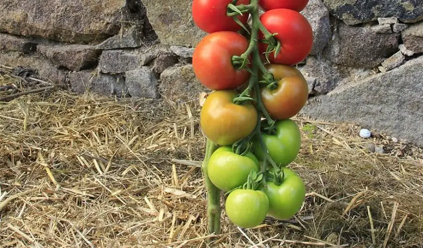 Faut il pailler les tomates