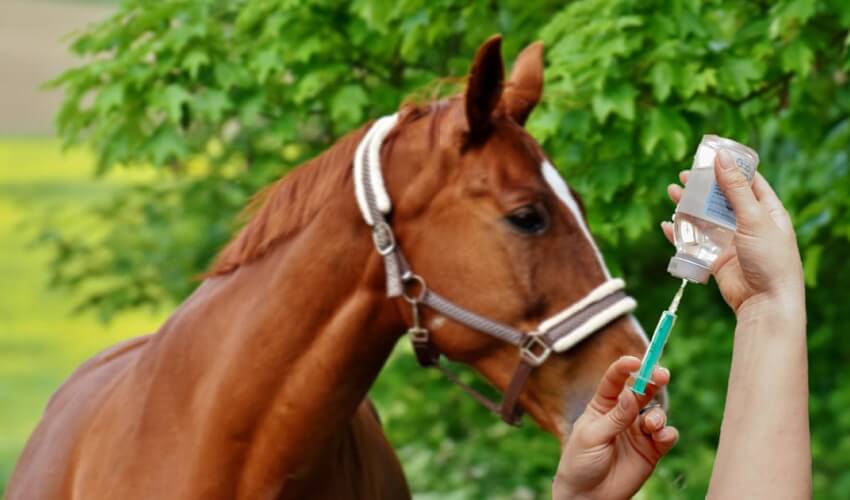 Pourquoi euthanasier un cheval
