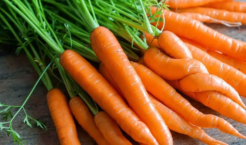 Pourquoi les carottes sont oranges