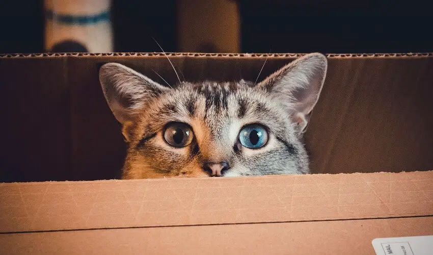 Pourquoi les chats aiment les cartons