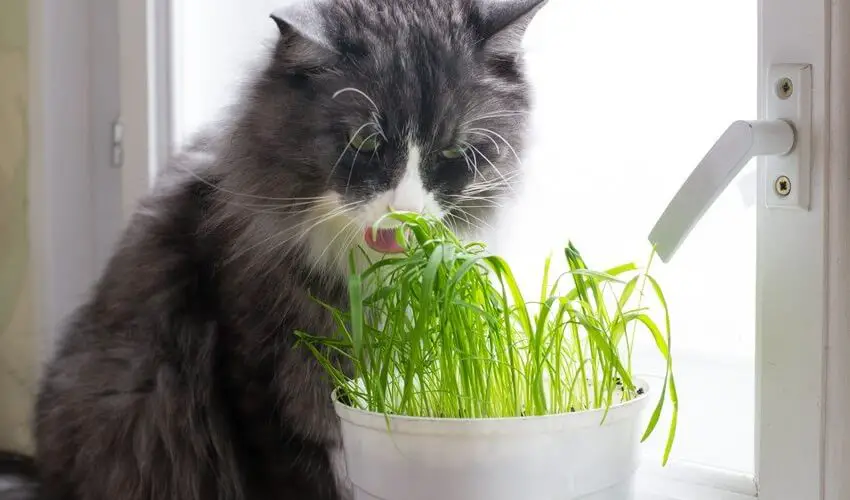 Pourquoi les chats mangent de lherbe
