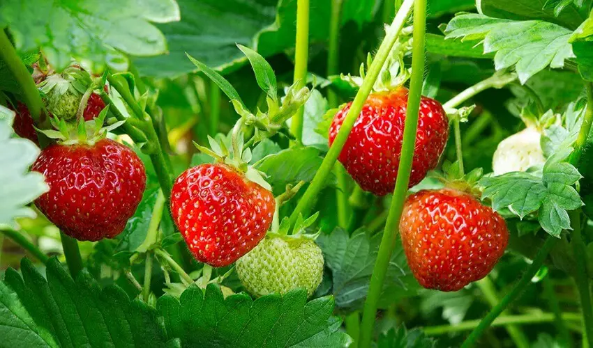 Pourquoi les fraises ne grossissent pas