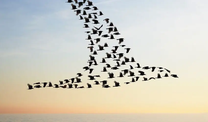 Pourquoi les oiseaux migrateurs reviennent