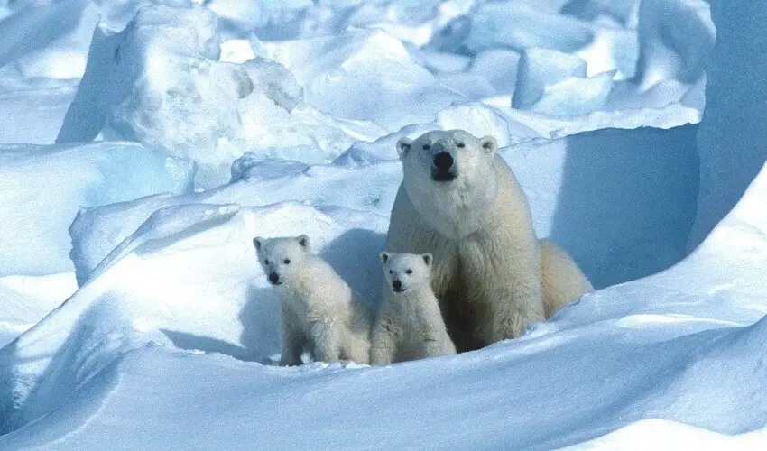 Pourquoi les ours polaires nont pas froid