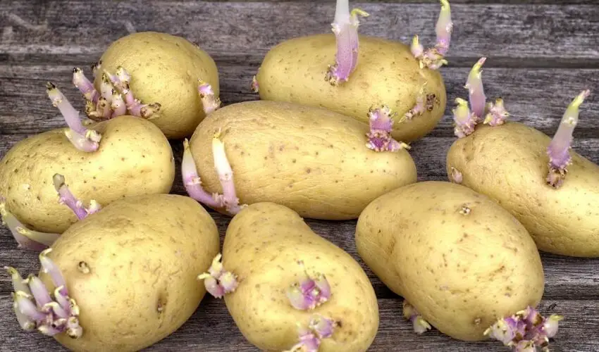 Pourquoi les pommes de terre germent