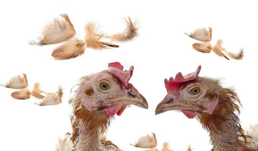 Pourquoi les poules sarrachent les plumes