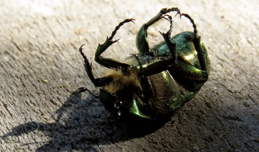 Pourquoi les scarabees se mettent sur le dos
