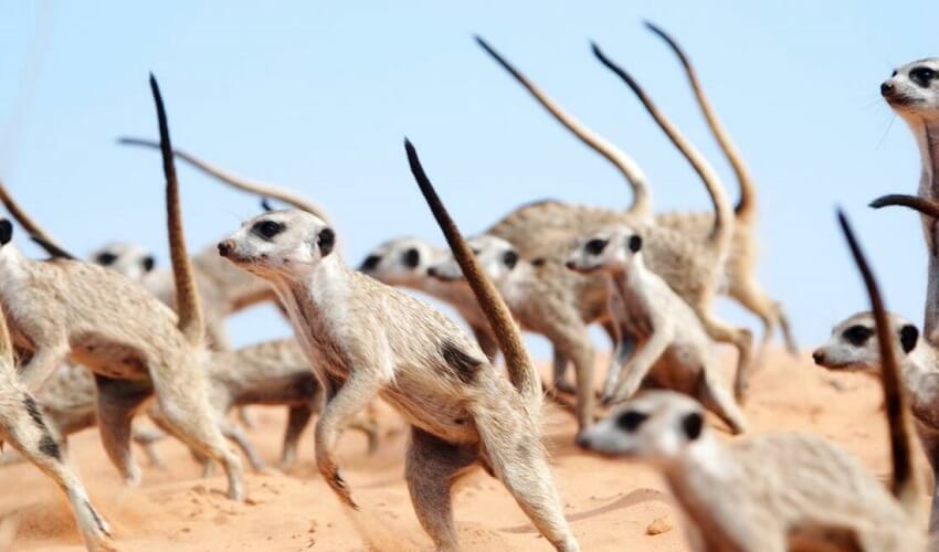 Pourquoi les suricates vivent en groupe