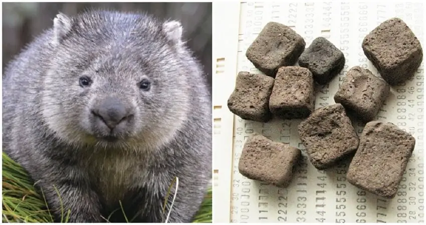 Pourquoi les wombats font caca carre